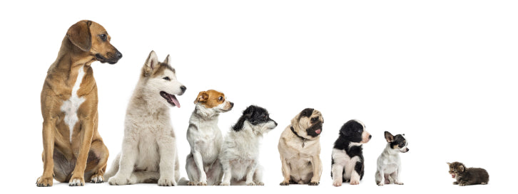 Line-up of dogs of various breeds on a white background